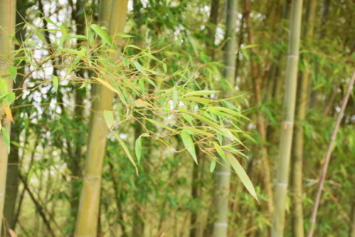 施秉县牛大场镇 竹中有真意 乡村有美景
