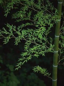 野竹自成径,绕溪三里余