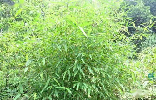 竹种类 曙筋矢竹