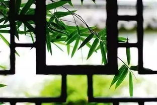 风中竹舞,清响竹露 唯美竹韵