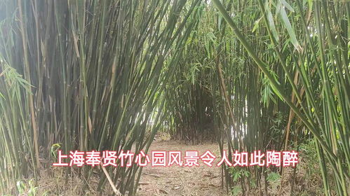 上海奉贤竹心园风景令人如此陶醉
