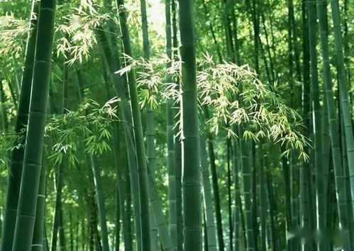 这100张梅兰竹菊图,各有千秋,邀您共赏
