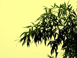 竹 中关村在线摄影论坛
