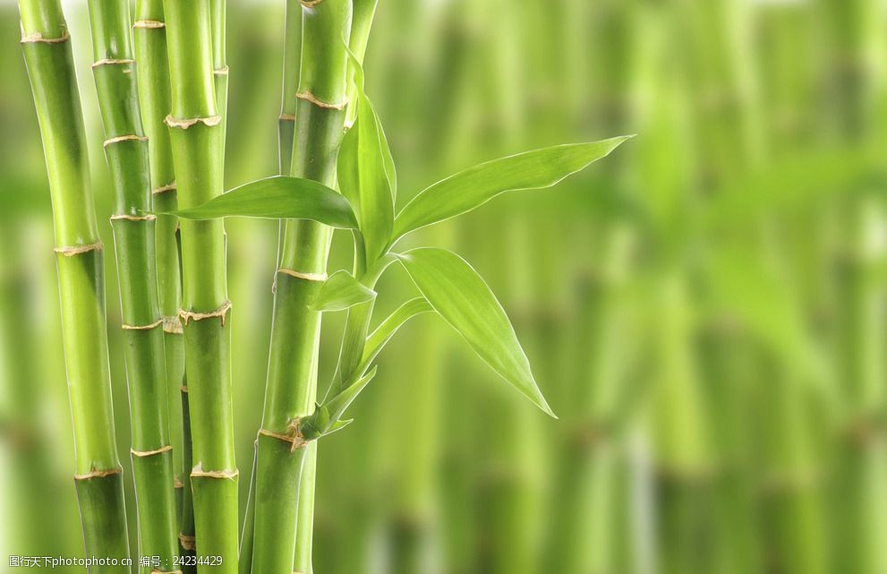 竹的精神之美 一份光与影的写意