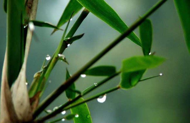 竹子是树还是草？揭秘竹类的植物奥秘