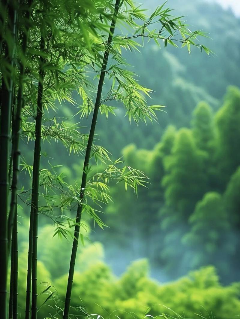 竹韵君子，心入高洁